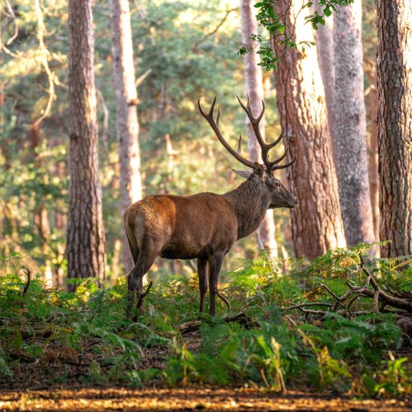 Société de Chasse